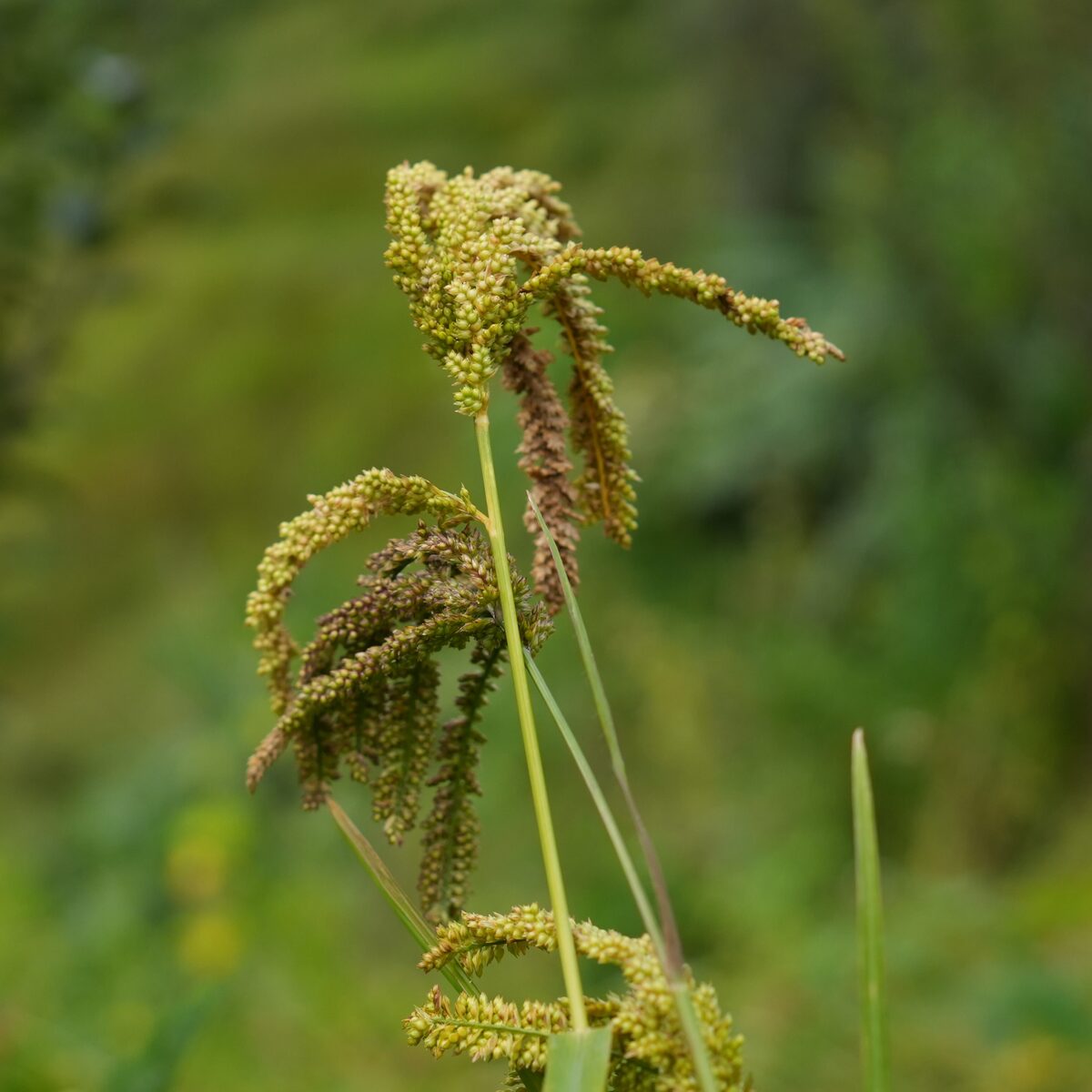 Mandwa millet plant with ripening seed heads in the field